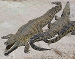 Нильский крокодил — Википедия